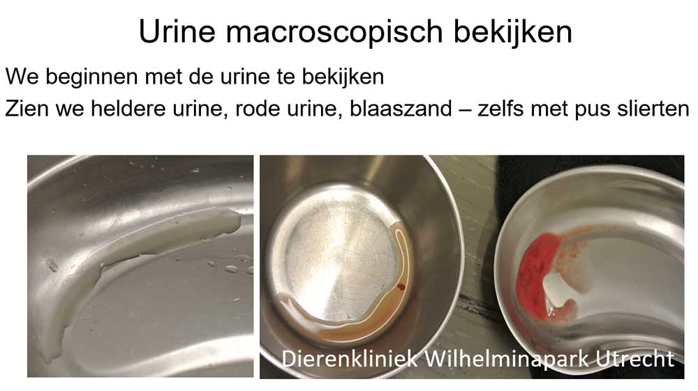 Macroscopisch de urine beoordelen